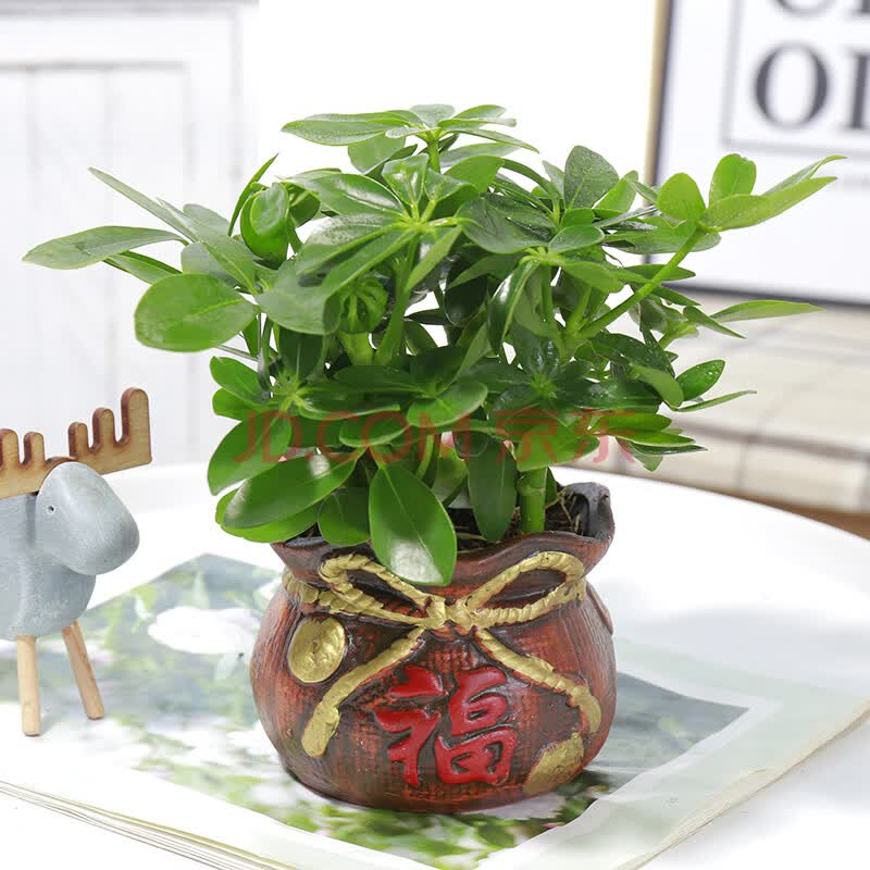 四季常青鸭脚木绿植盆栽七叶莲室内阳台桌面花卉发财树 八方来财 福袋