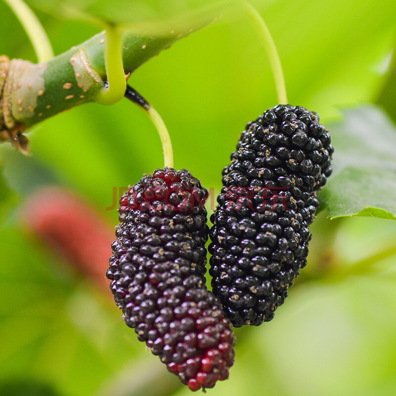 新鲜桑葚水果现摘现发鲜果桑椹黑桑果泡酒 4盒装