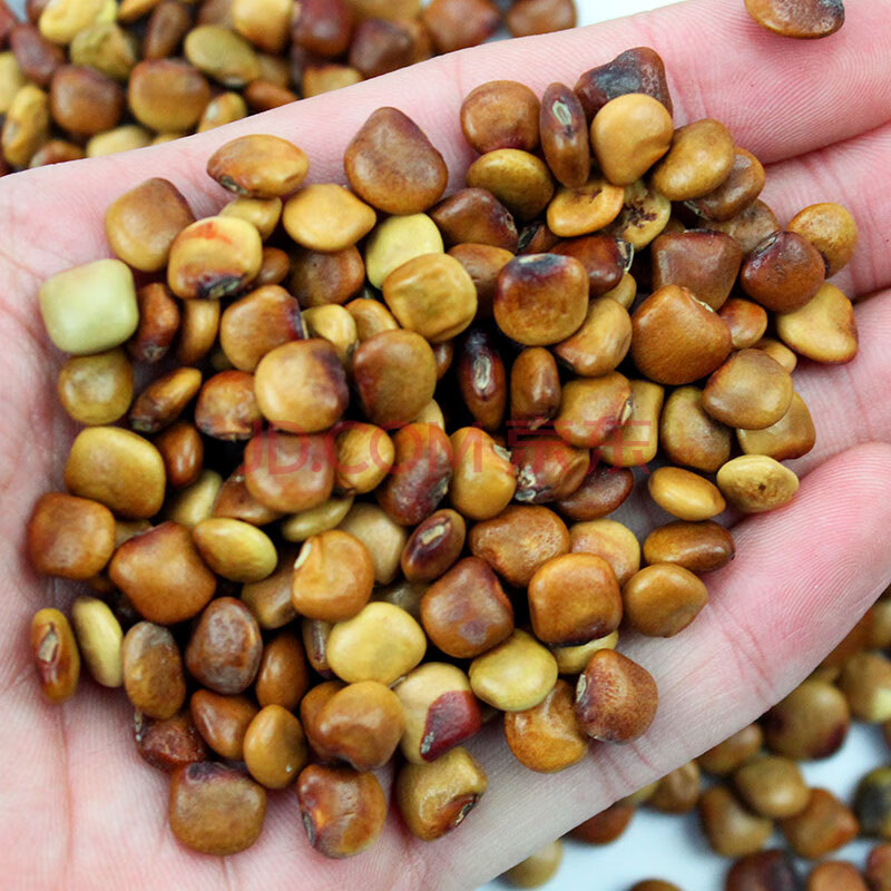 牧马山凉薯种子种籽孑水果地瓜特大白瓤香甜早熟苗秧种植沙葛土瓜 黄