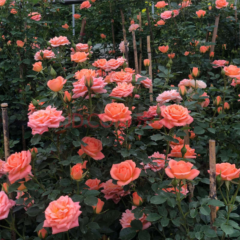 蔷薇花苗藤本月季特大浓香庭院爬藤植物花卉盆栽阳台玫瑰爬墙四季