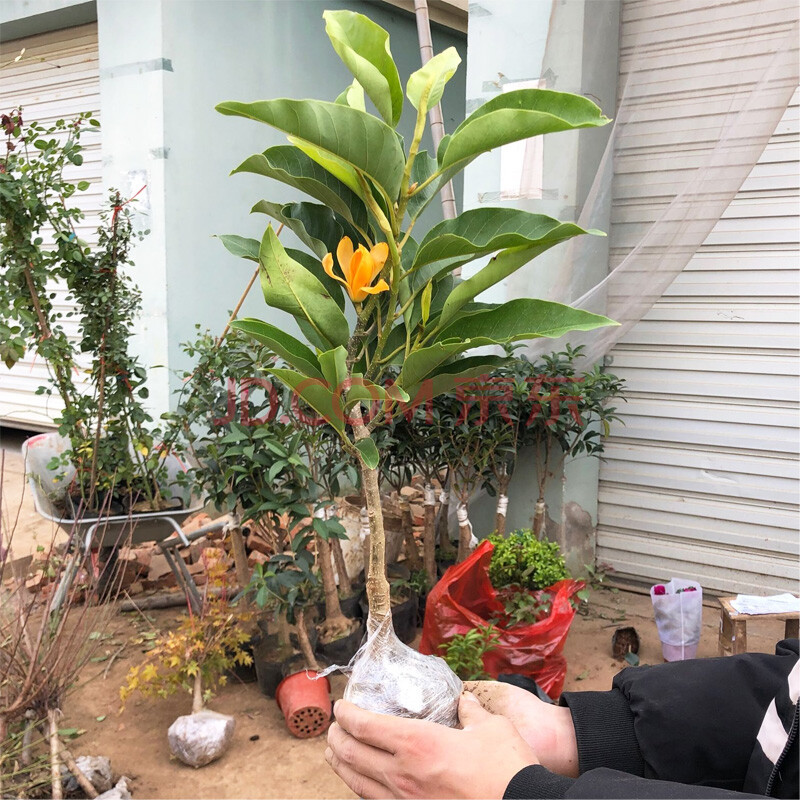 白兰花苗盆栽黄兰花树苗嫁接黄桷兰浓香阳台庭院四季绿植当年开花