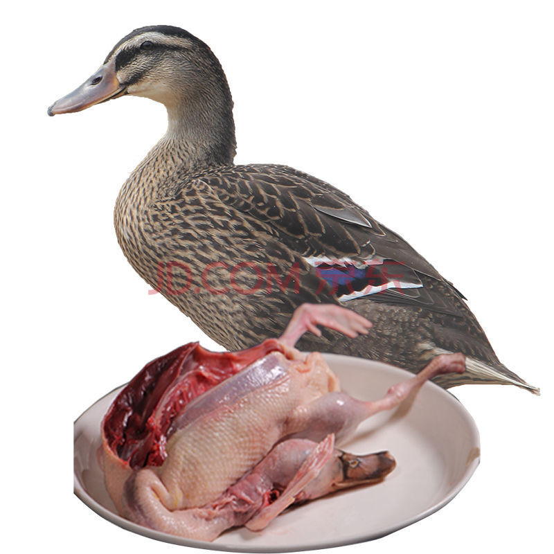 禽肉蛋品 鸭肉 丽姬鲜达 洪湖飞鸭会飞鸭子绿头鸭新鲜老鸭顺丰 嫩绿头