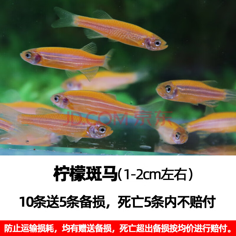 於家林子 斑馬魚小型熱帶觀賞魚 熱帶魚活體 淡水草缸燈科魚 小型魚