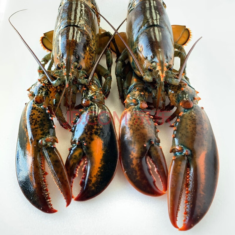 波士顿龙虾鲜活速冻波龙 大龙虾 生鲜虾类 【两只装】1000g左右