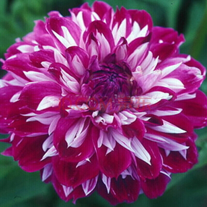 种球花卉植物大丽花大丽菊地瓜花种球种根室内室外盆栽赛百合种子 不
