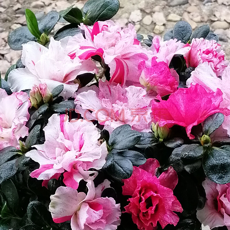 西洋高山喷砂世纪曙光五彩重瓣大杜鹃花盆栽四季开花多色 喷砂杜鹃20