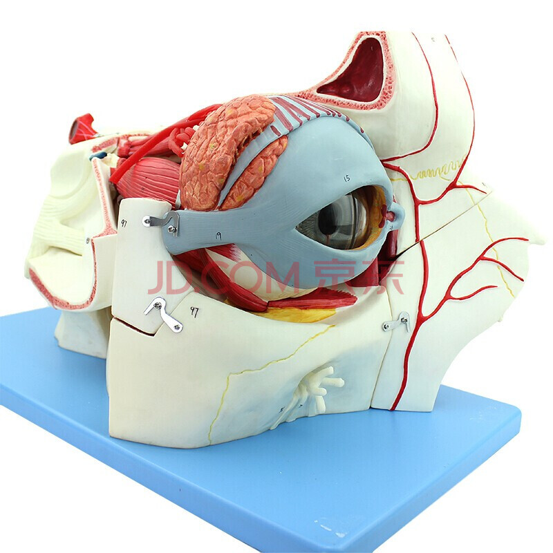 人体眼球附眼眶组织结构模型 眼睑泪腺模型(高倍放大