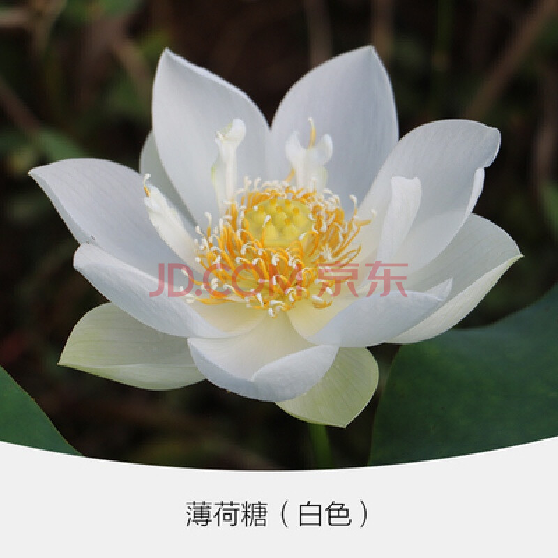 薄荷糖50粒 盆 营养液 不含盆