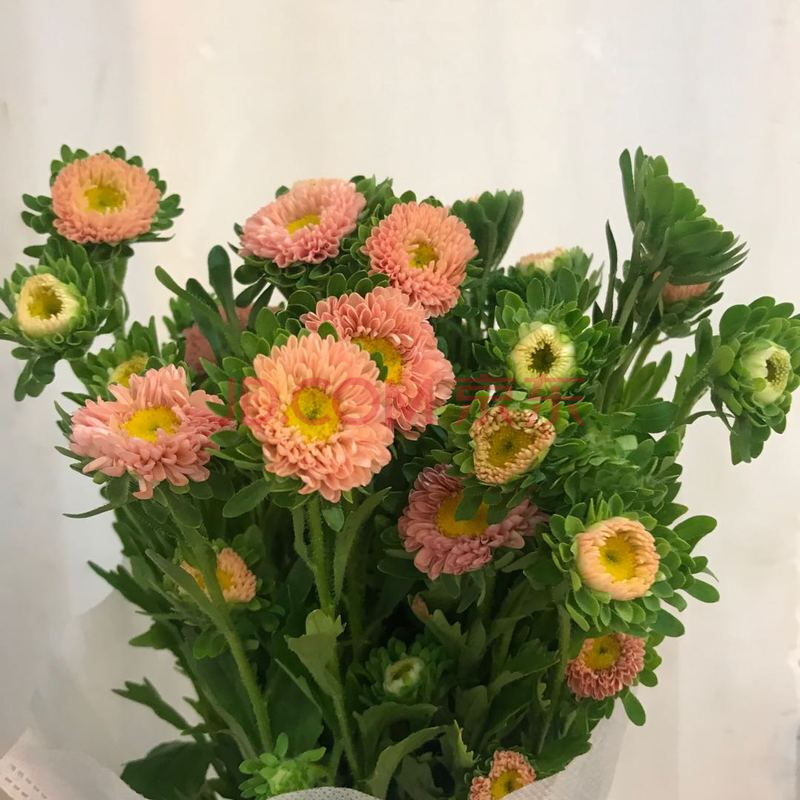 云南昆明重瓣翠菊鲜花直批上海直发家用插花水养母亲节礼物 香槟色