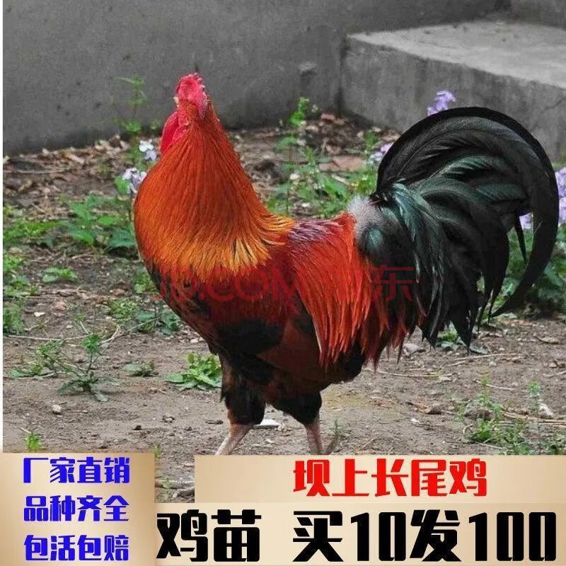 【店铺推荐】鸡苗活物小鸡崽出壳产蛋王清远麻鸡肉鸡公鸡蛋鸡幼苗批发