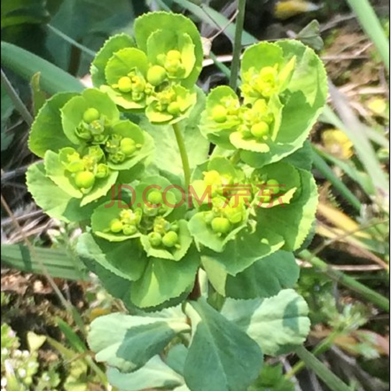 中药材茶 新鲜干货大棵猫眼草19年新品泽漆猫儿眼五朵云带根 新鲜3斤