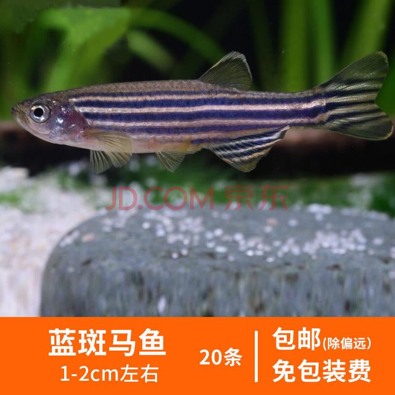 【京東】紅綠燈魚熱帶觀賞淡水斑馬三角燈科新手闖缸魚小型群遊寶蓮燈