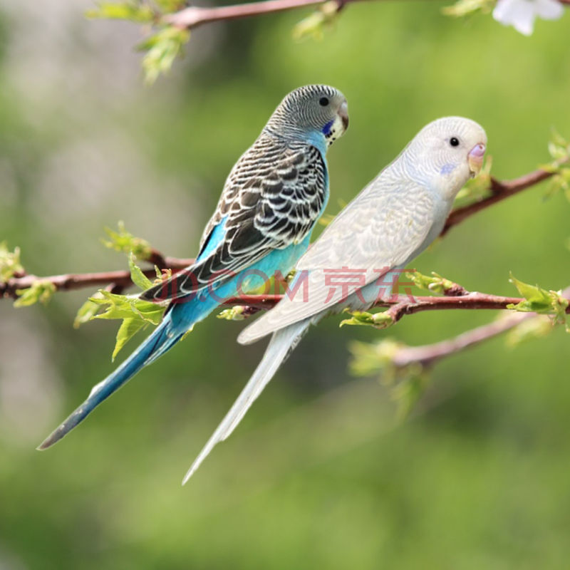 動物活體寵物鳥鳥活鳥說話幼鳥手養一對虎皮鸚鵡 黃色 綠色(包教說話)