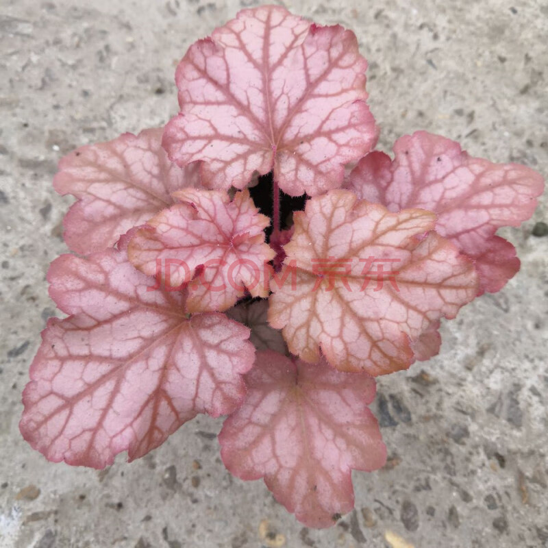 饴糖 矾根 不含盆【图片 价格 品牌 报价】-京东