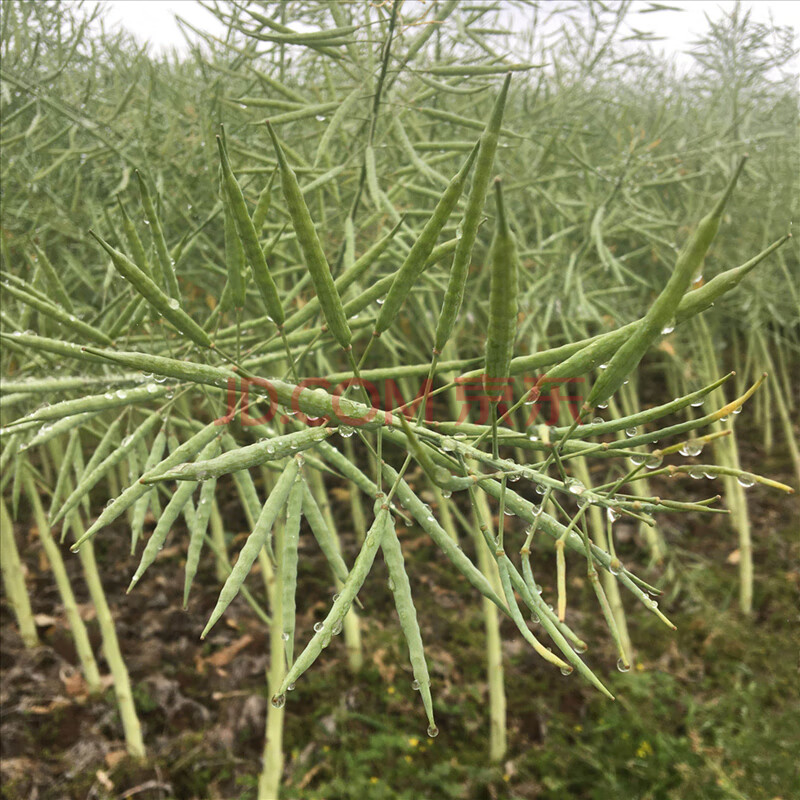 高產油菜籽高出油率矮杆耐寒抗旱抗倒早熟榨油原料觀賞油菜花種子