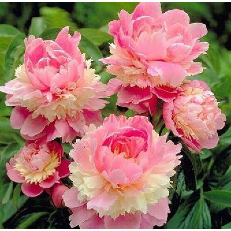 勺药花花牡丹庭院七彩四季重瓣芍药花带花根盆栽花卉室内外观 雪莉 不