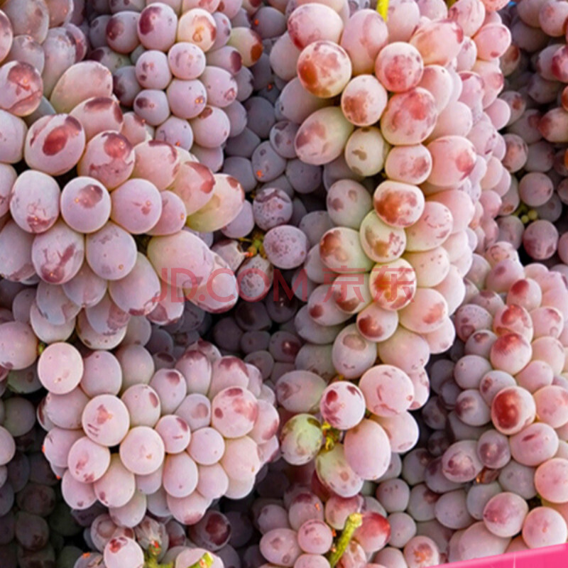 茉莉香郁金香葡萄薄皮无籽水果红提子玫瑰香 3斤