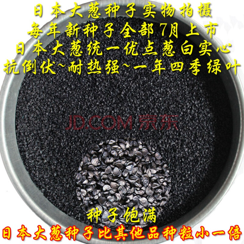 2020年新品种日本铁杆大葱种子进口钢葱种子四季 葱种子葱籽 6克散装