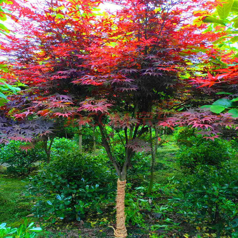 红枫树苗四季中国红庭院日本红枫原生红舞姬盆栽红枫小苗盆景 红舞姬6