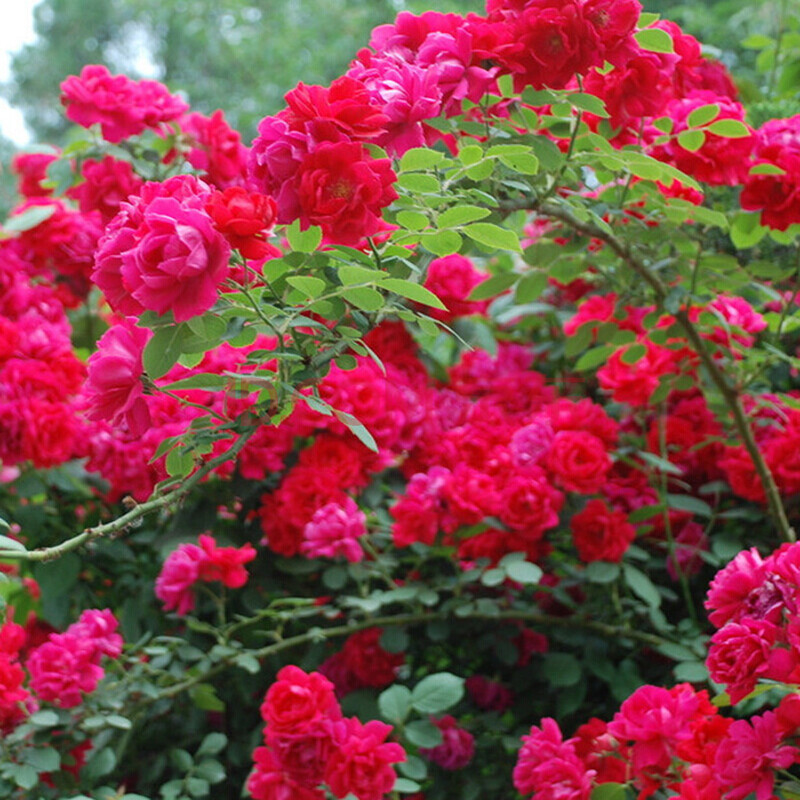 乾林軒迎春花苗 薔薇 玫瑰 海棠 丁香當年開花 爬牆藤蔓植物 藤本類