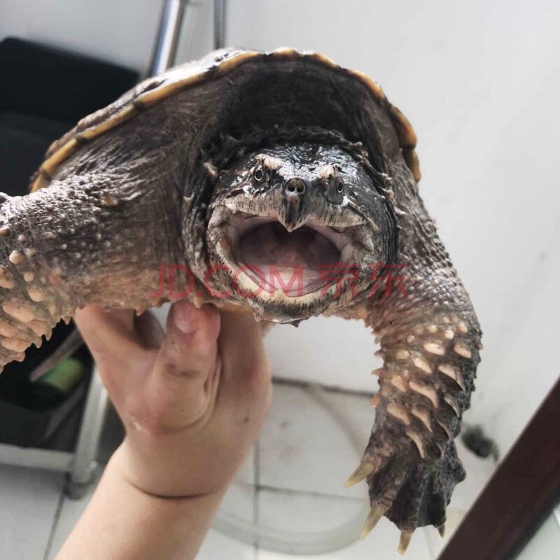 【京東推薦】小鱷龜活體烏龜寵物龜大烏龜大鱷龜龜水龜鱷龜觀賞龜 17