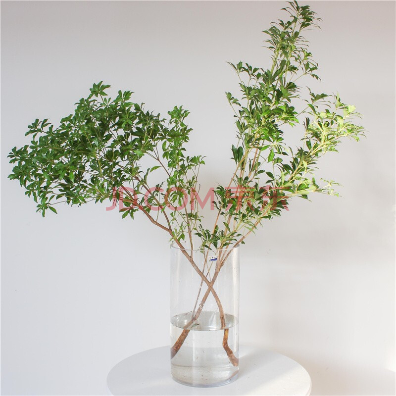 日本马醉木吊钟鲜切花枝植物居家森林期长插花母亲节a0 马醉木100-120
