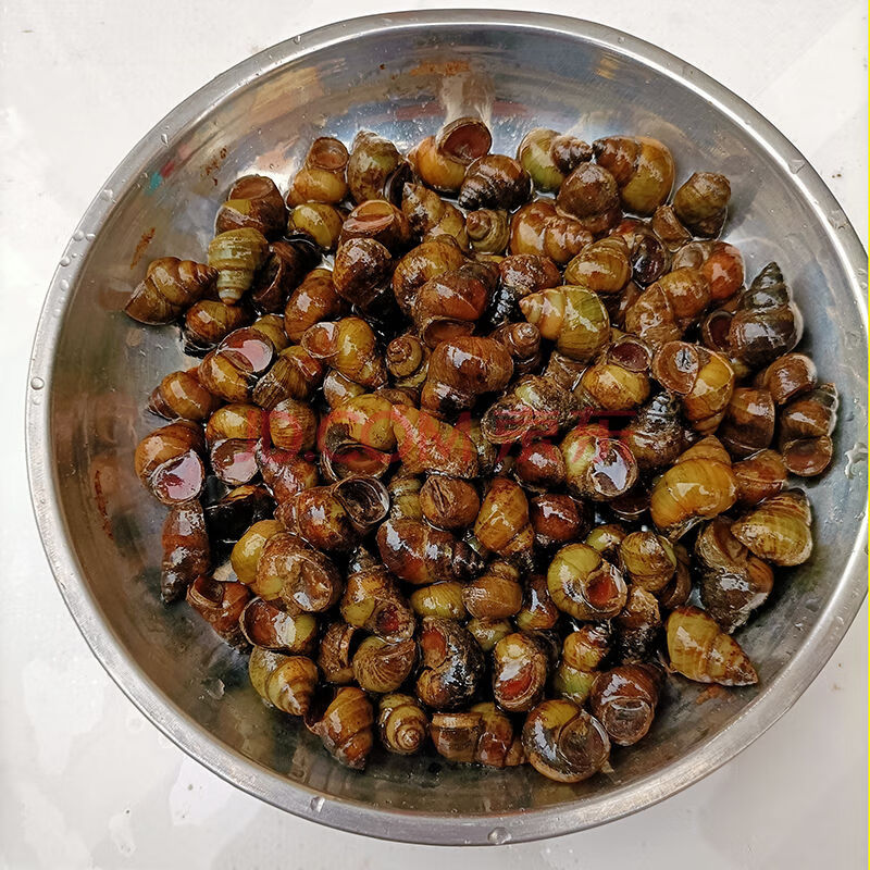 田螺新鲜特大鲜活现捞剪尾干净无沙薄皮脆螺螺丝螺蛳批发 腾旺纳跃 特