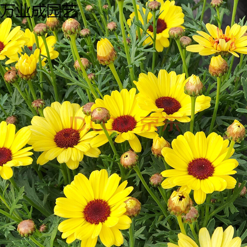 種子苗四季種開花陽臺庭院盆栽花壇花園耐寒花卉籽 瑪格麗特大眼睛黃