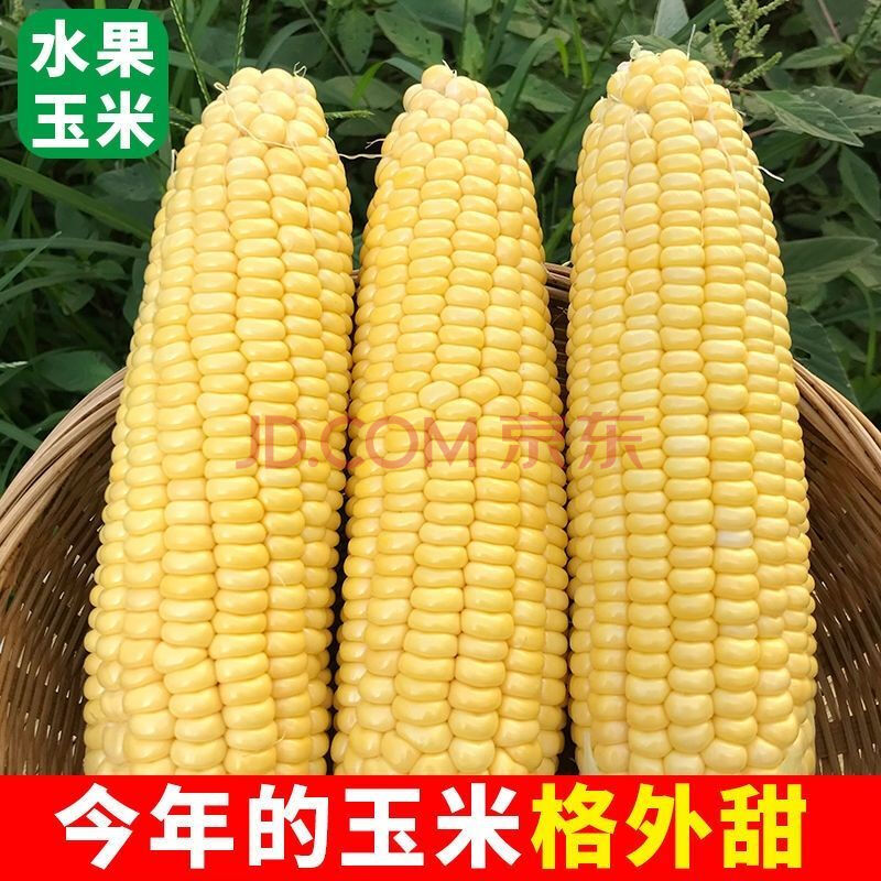 黄金水果玉米新鲜水果生吃甜嫩爆浆多汁现摘新鲜玉米棒子批发 精选装