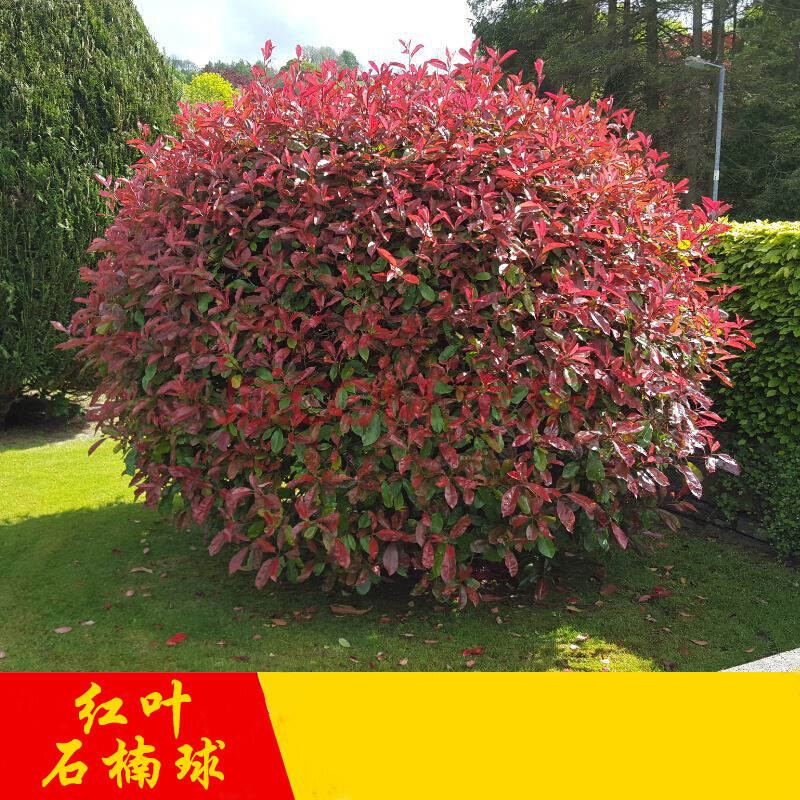 红叶石楠球球形树苗庭院别墅绿化苗木四季常青植物南北方栽种耐寒d5
