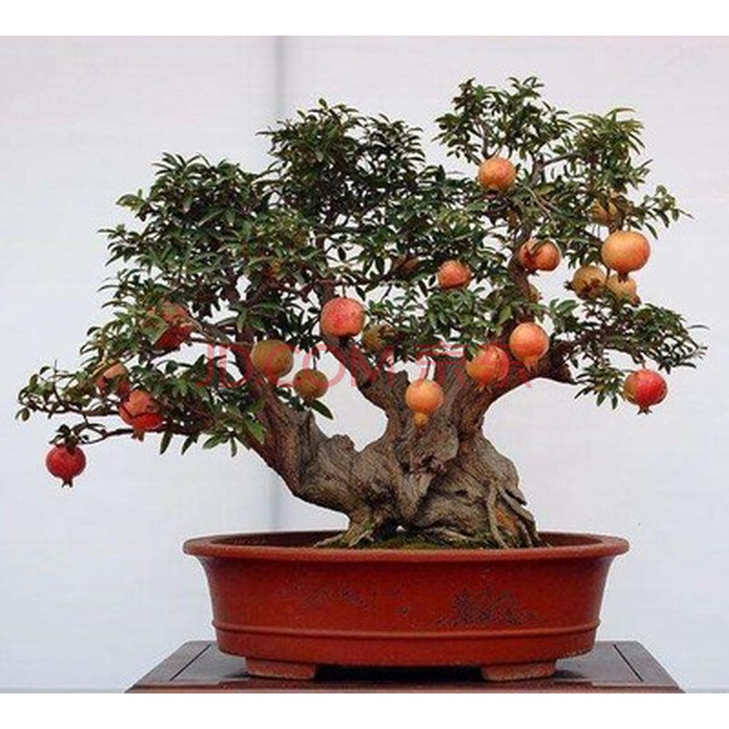 精品石榴盆景大红袍石榴老桩阳台庭院开花结果 50年精品() 带盆栽好
