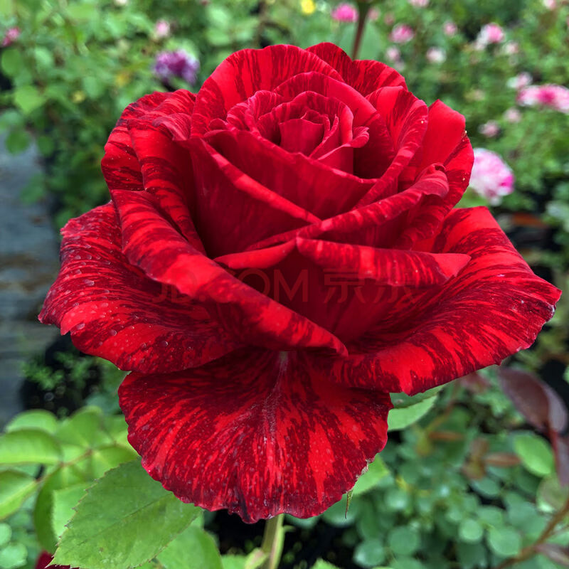月季玫瑰花苗花卉盆栽庭院阳台树桩嫁接大花浓香四季耐寒植物 红直觉