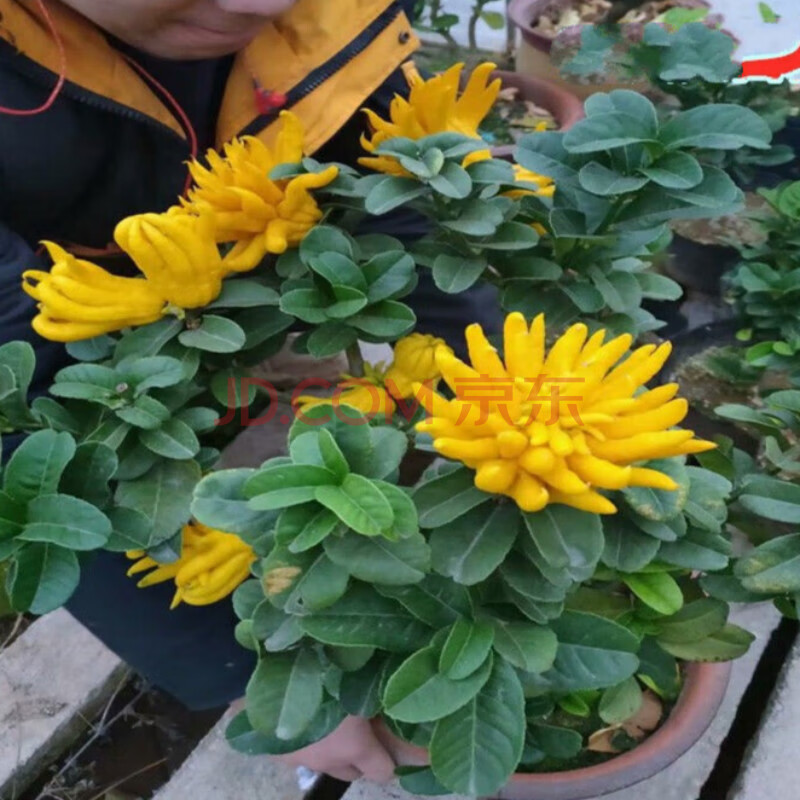 佛手苗 金佛手 千佛手花苗 佛手之乡 盆栽花卉 4年苗不带果 不含盆