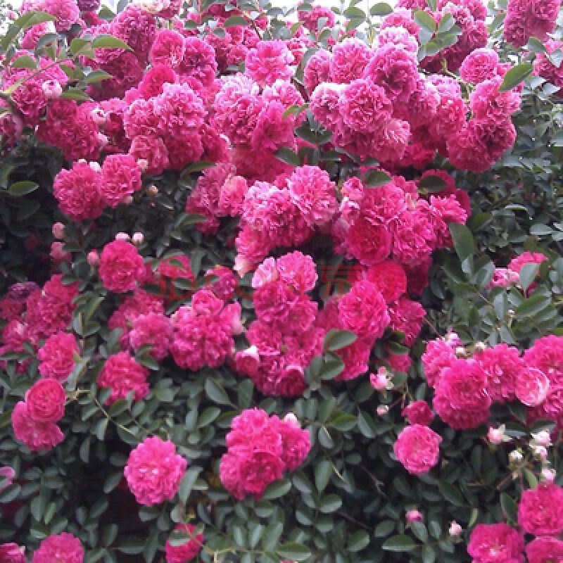 元井 滕本月季 花苗爬藤植物藤本月季庭院阳台绿植盆栽攀援花卉 1.