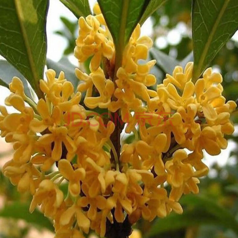 濃香型桂花樹苗盆栽四季開花花卉陽臺室內觀花植物帶花庭院金桂苗