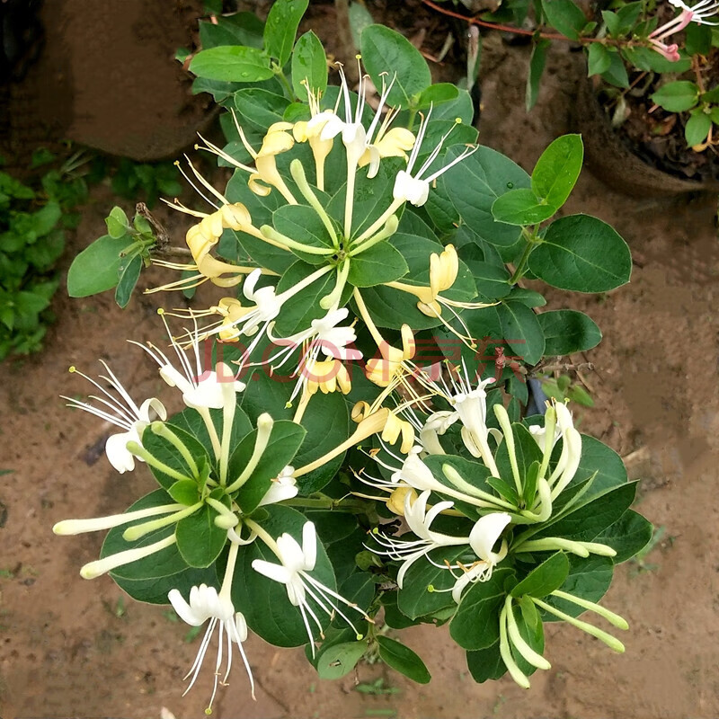 栽樹苗庭院陽臺多花濃香型爬藤植物鴛鴦藤 攀援植物遮陽驅蚊金銀花苗