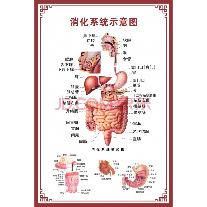 人体肌肉挂图 人体内脏解剖示意图医学骨骼肌肉器官血管血液结构图