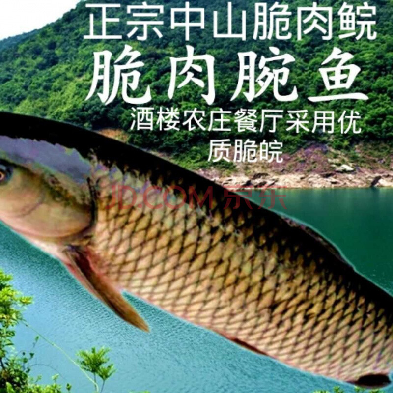 脆肉鲩 包脆14斤左右1条鲜活中山脆肉皖鲩鱼脆肉鱼 脆鱼现杀发货 广东