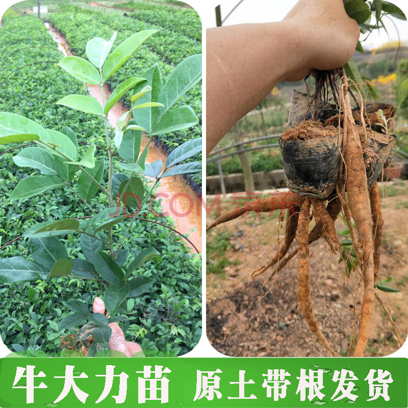 小葉牛大力種植苗大中小葉牛大力苗種植苗大力牛古大力苗 10棵小葉牛