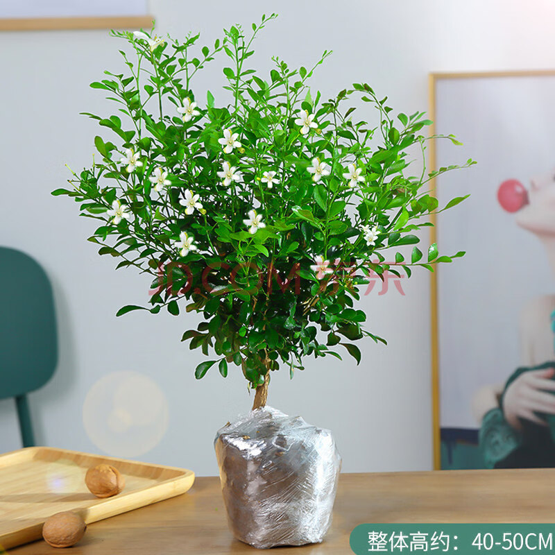 九里香盆栽盆景老樁濃香四季植物七里香樹苗室內好養花卉綠植 香5年苗