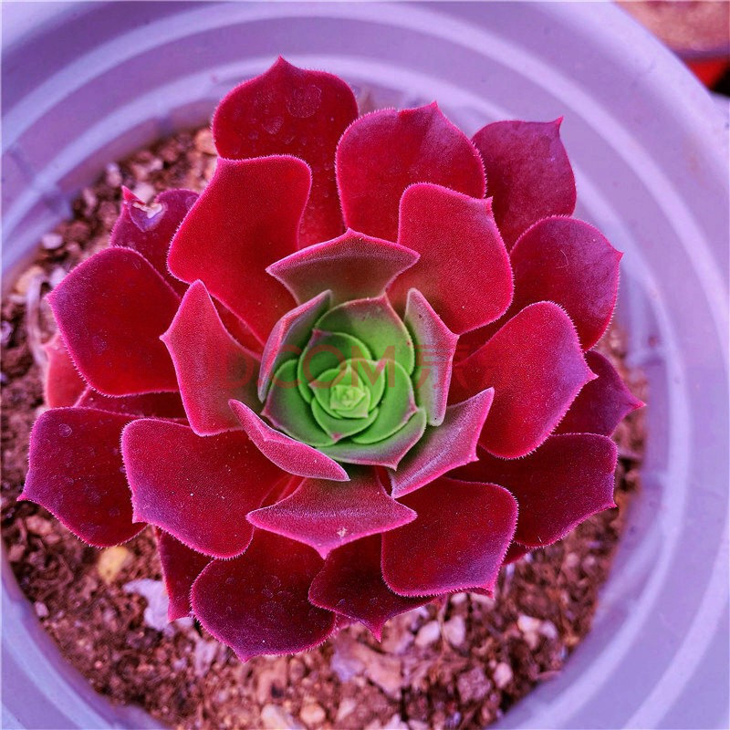 多肉植物 红色肉肉 红色系 肉肉 红酒玫瑰6公分以上含盆土