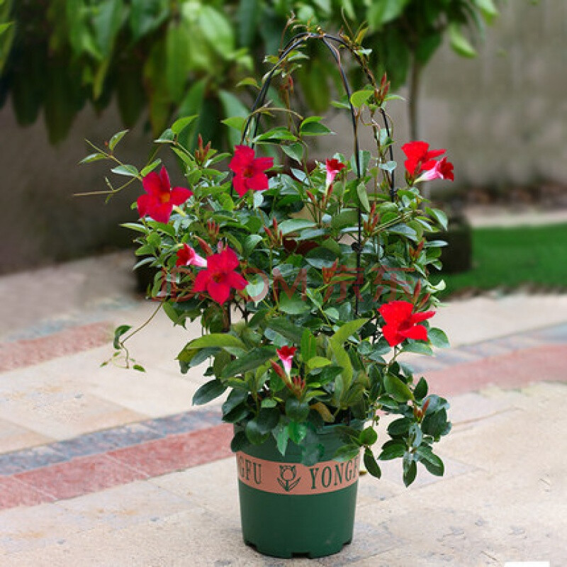 万里飘香藤双喜藤带花架四季开花爬藤绿植原盆原土发货 飘香藤红色 带