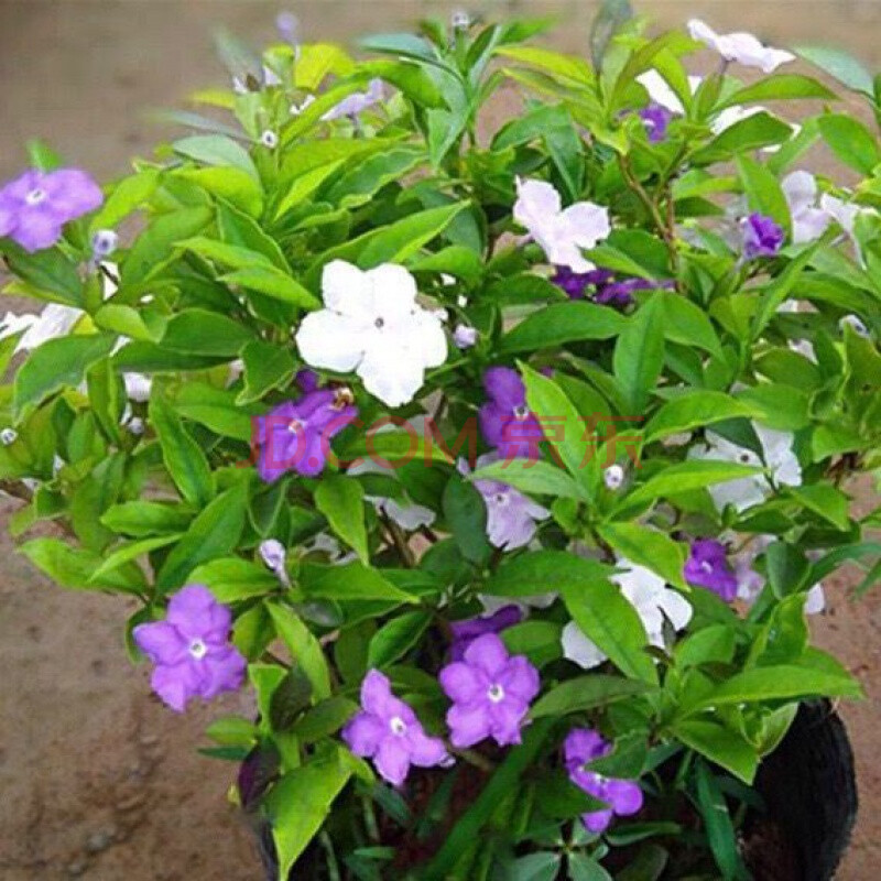 双色茉莉带花苞 原土球发货易活