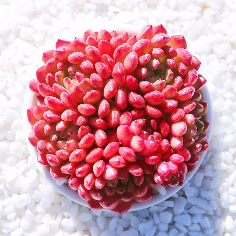 多肉植物 红色肉肉 红色系 肉肉 红宝石群生4-8头含盆土