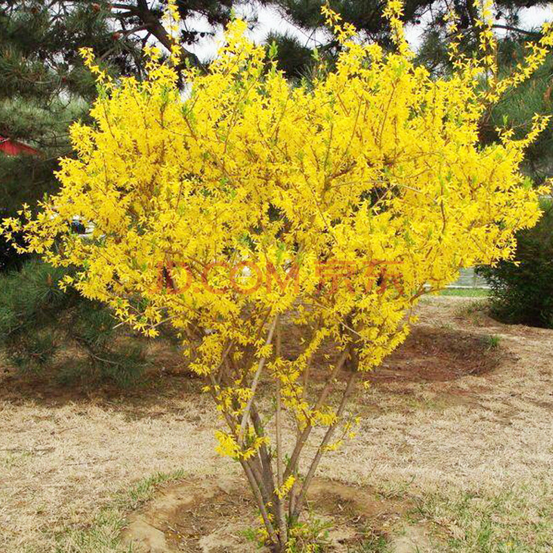 金腰帶連翹花盆景綠植盆栽庭院花園觀花迎春花植物黃老虎金鐘花苗