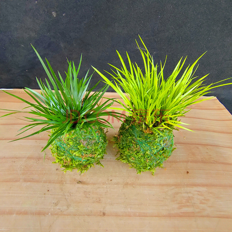 水培植物迷你小叶赤楠盆景野生石菖蒲苗水培植物提根老桩小叶雀舌皱皮