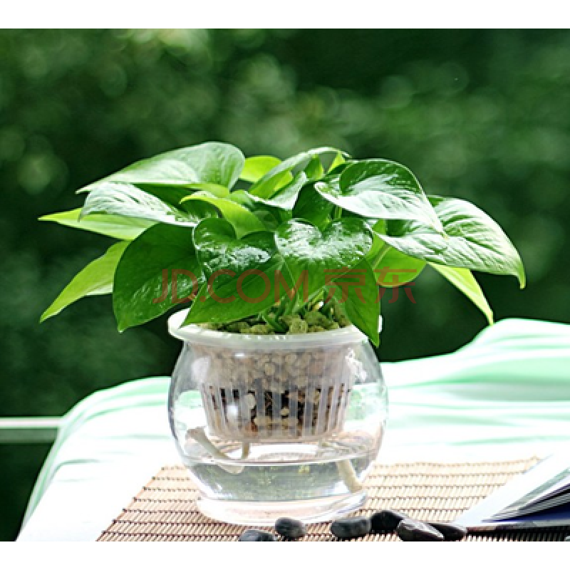 绿萝盆栽 吊兰绿植 水培绿萝 【绿萝 花瓶】水培套餐 含盆