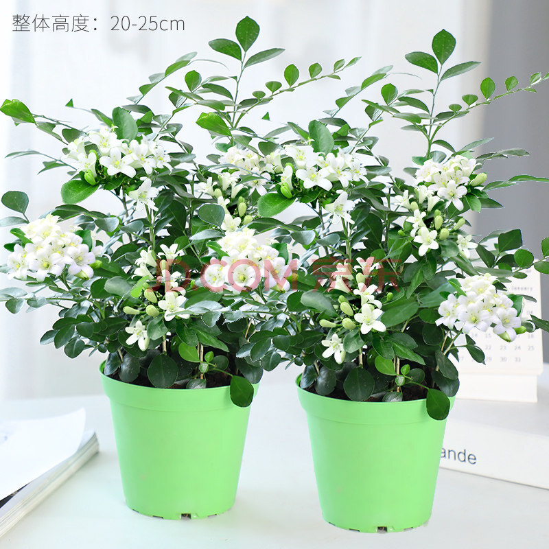 九里香盆栽植物室內濃香花卉盆景老樁綠植z1 1年苗多顆-a級九里香【原