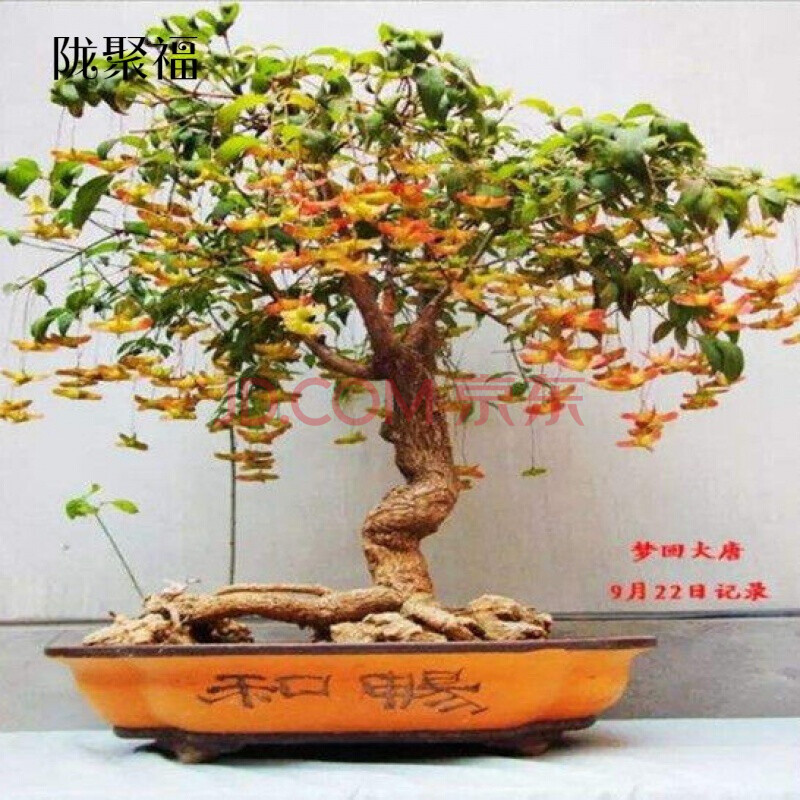 原生金丝吊蝴蝶盆景树苗蝴蝶盆景丝棉木树桩鲜活垂丝卫矛花卉盆栽