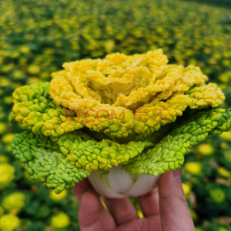 黄心菜新鲜农家自种乌塌菜白菜菊花心青菜 3斤